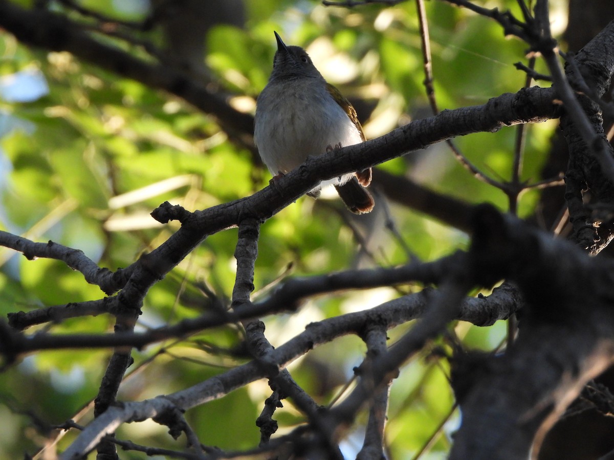 Green-backed Camaroptera (Gray-backed) - ML629103280