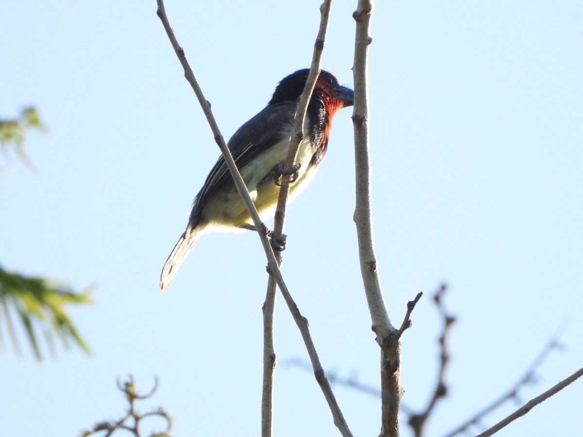 Black-collared Barbet - ML629103309