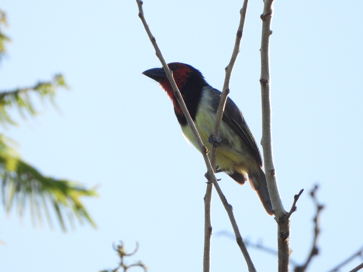 Black-collared Barbet - ML629103310