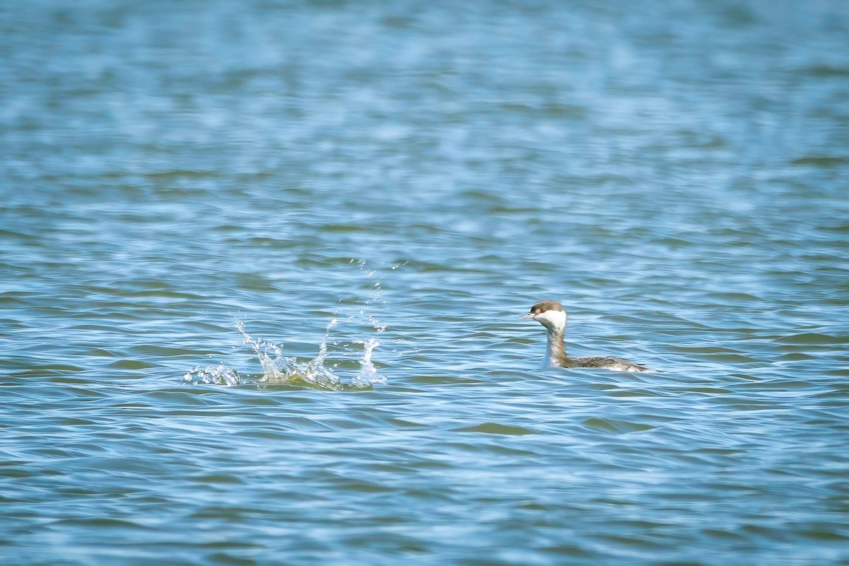 Horned Grebe - ML629103352