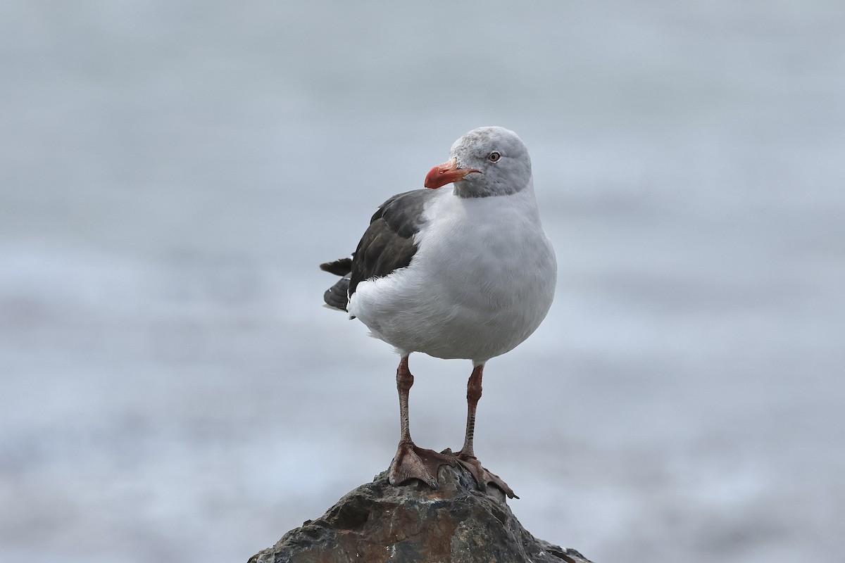 Dolphin Gull - ML629103380