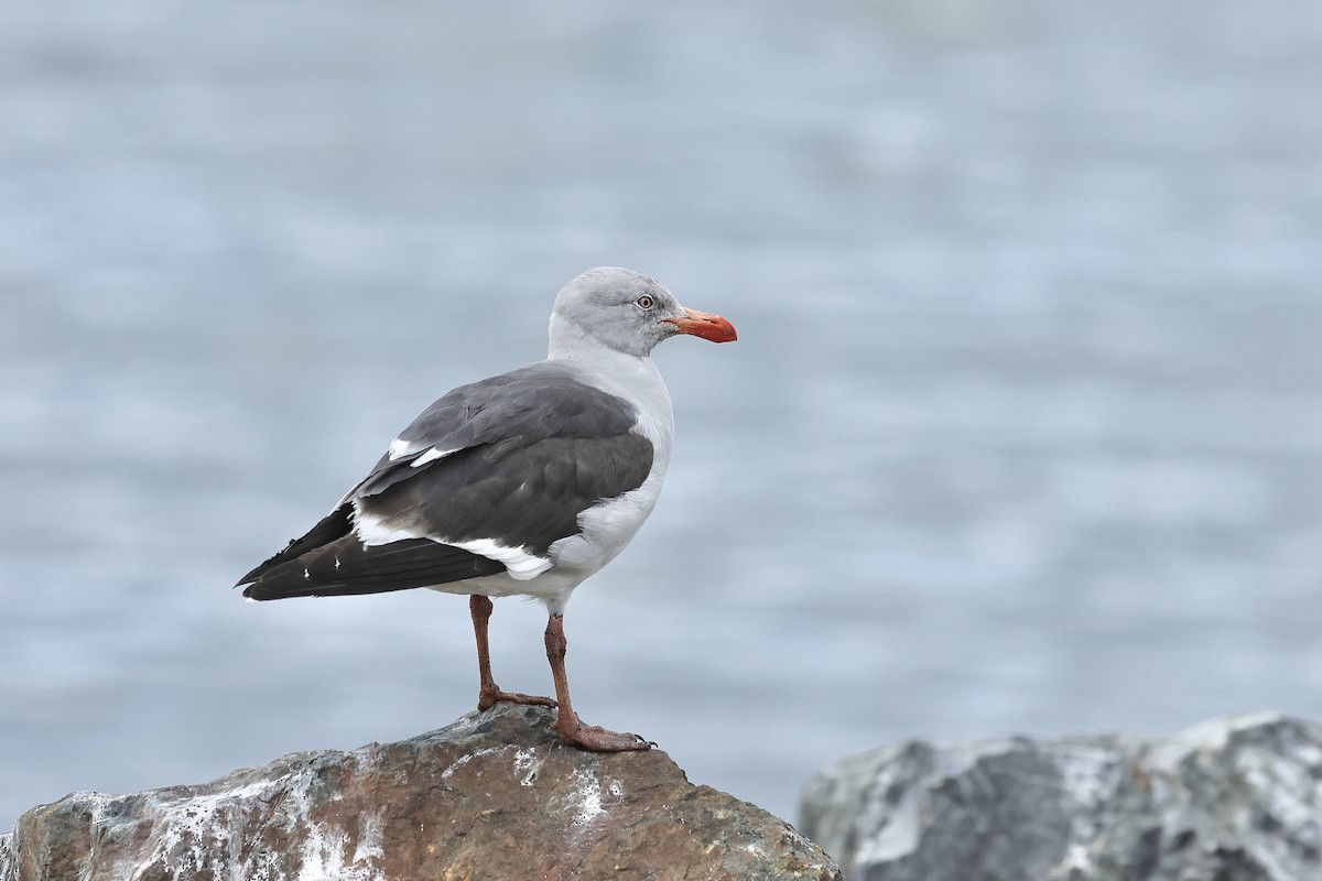 Dolphin Gull - ML629103398