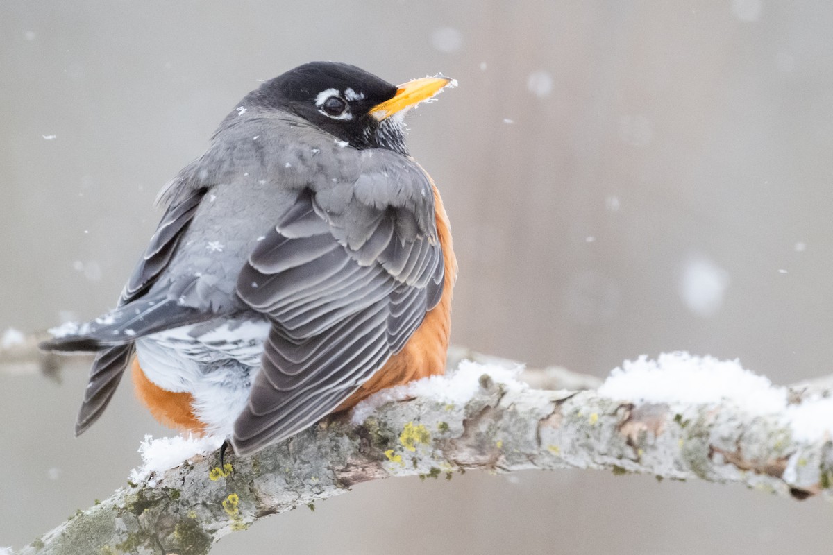 American Robin - ML629103457