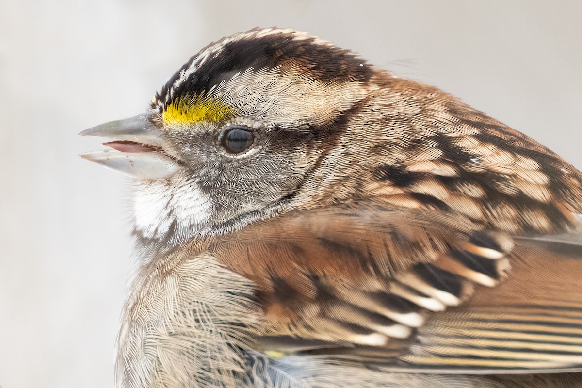 White-throated Sparrow - ML629103495