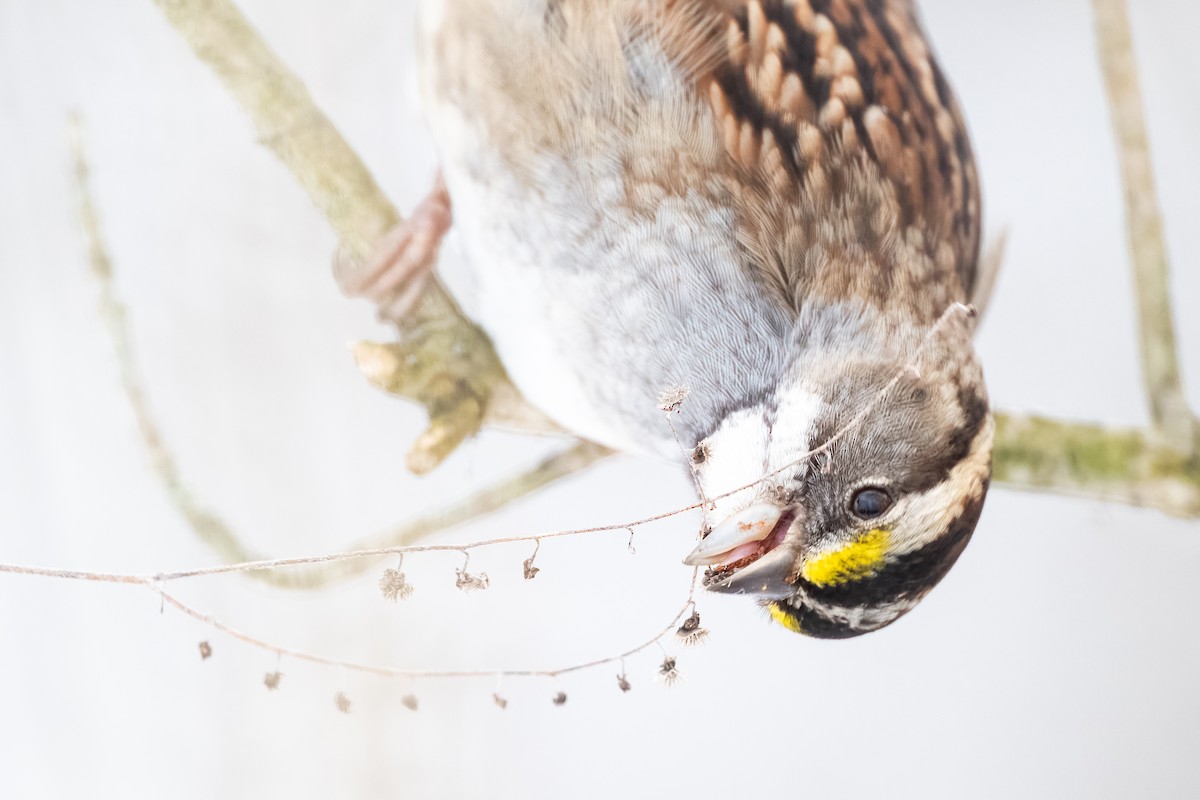 White-throated Sparrow - ML629103508