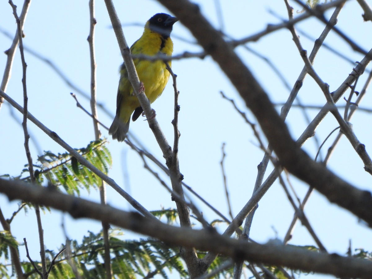 Lesser Masked-Weaver - ML629103516