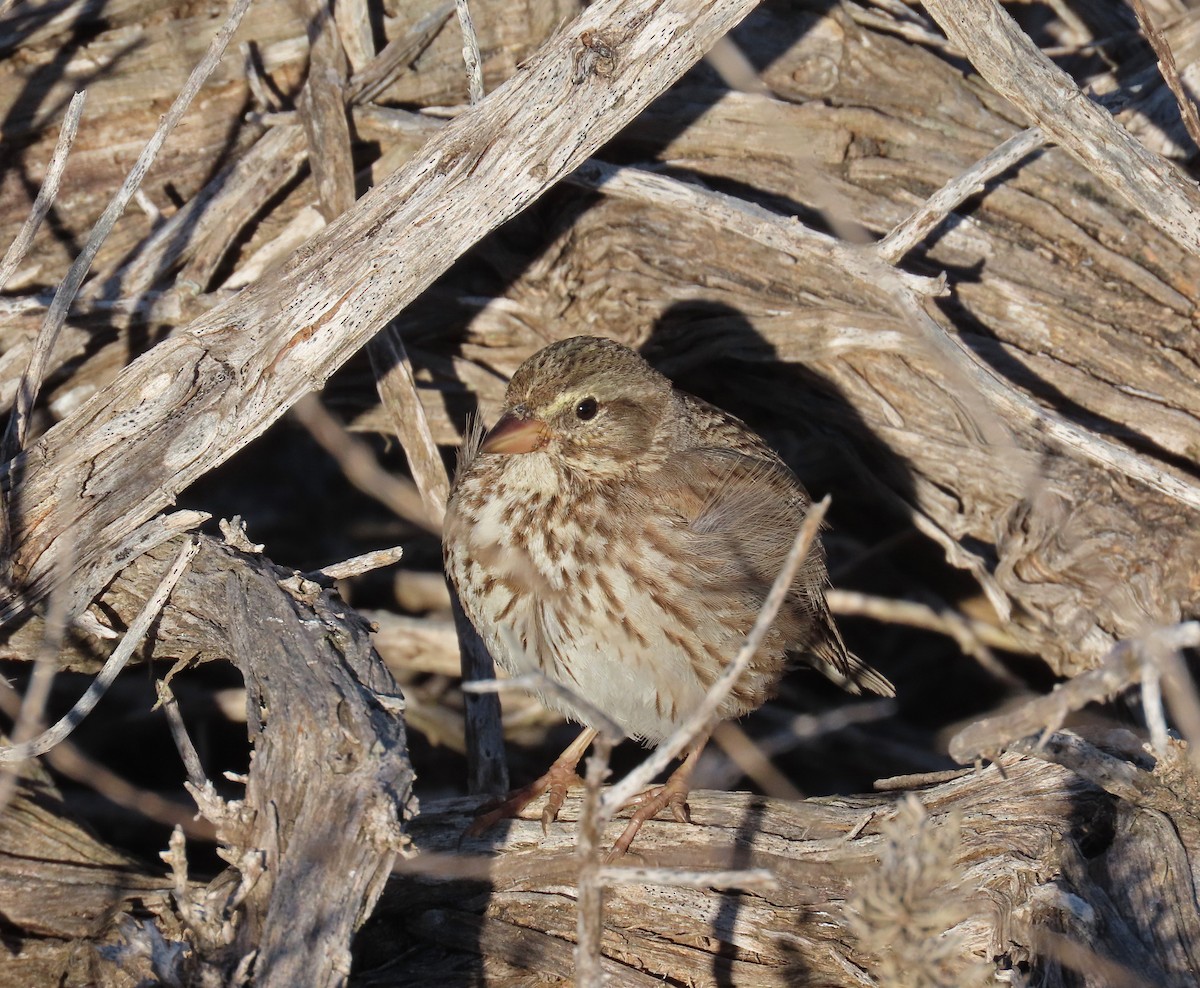 strnadec luční (ssp. rostratus/atratus) - ML629103525