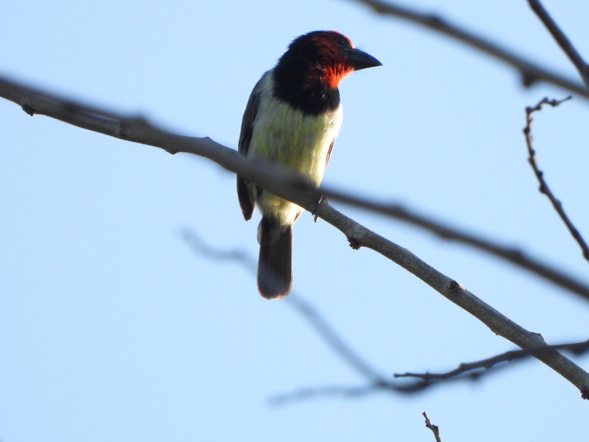 Black-collared Barbet - ML629103542