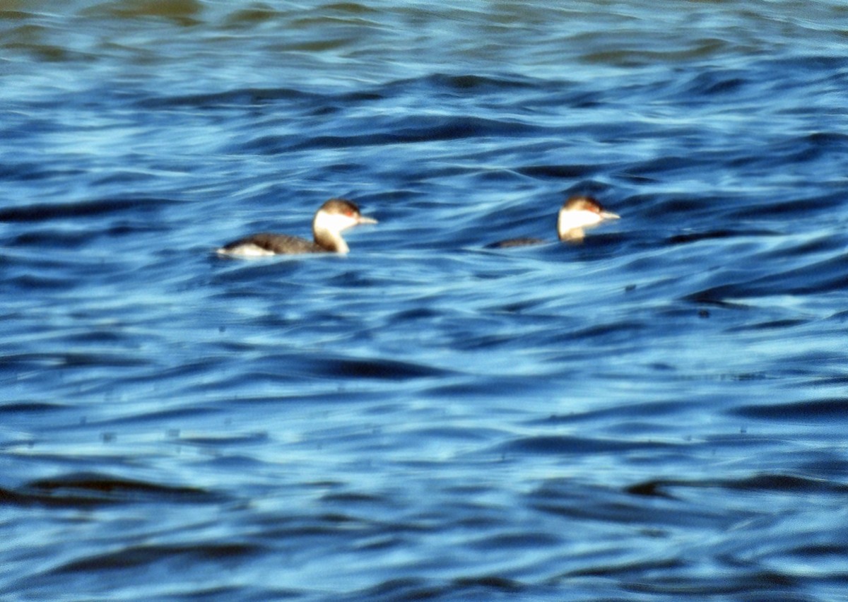 Horned Grebe - ML629103552