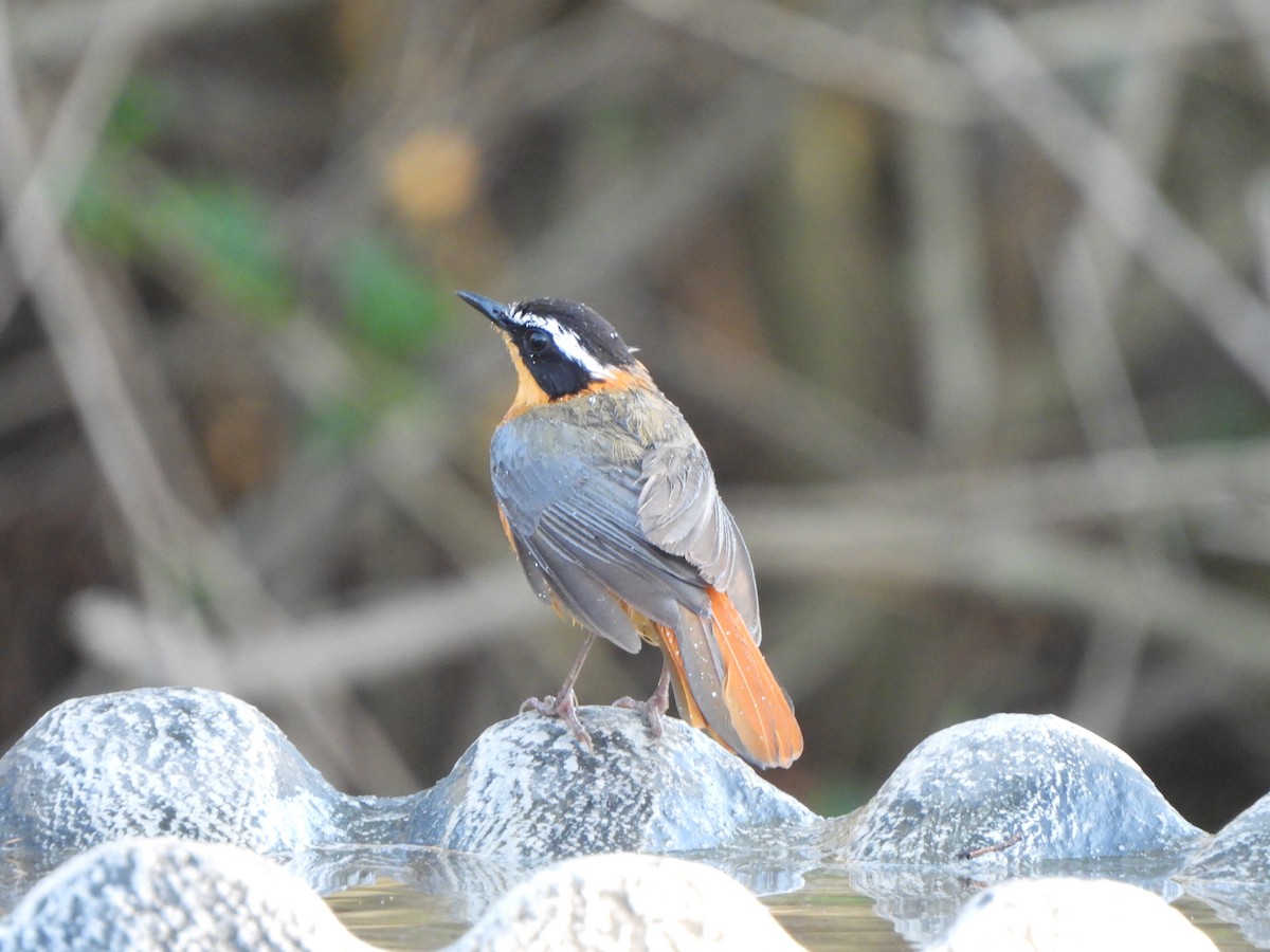 White-browed Robin-Chat - ML629103579