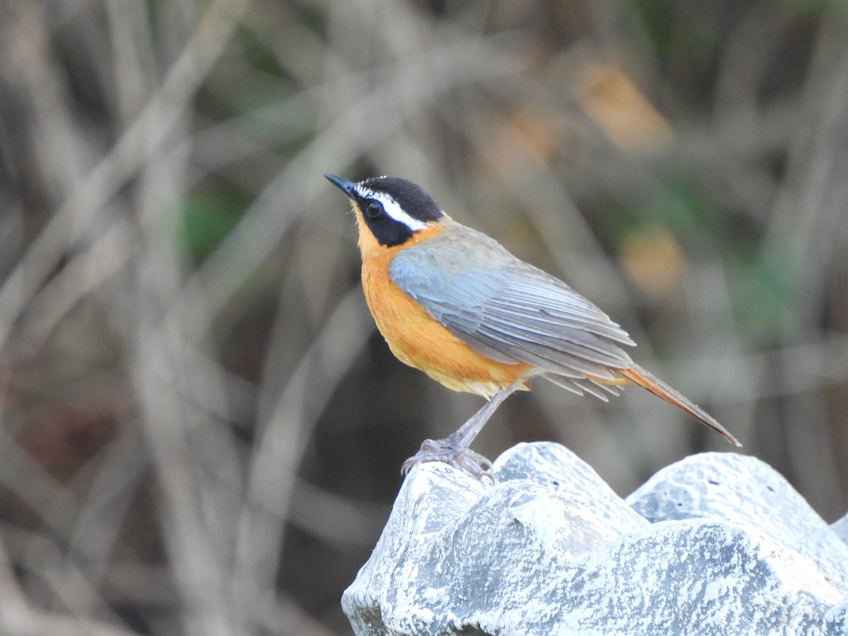 White-browed Robin-Chat - ML629103580