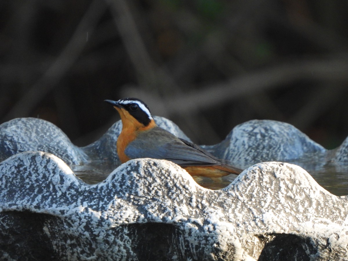 White-browed Robin-Chat - ML629103581