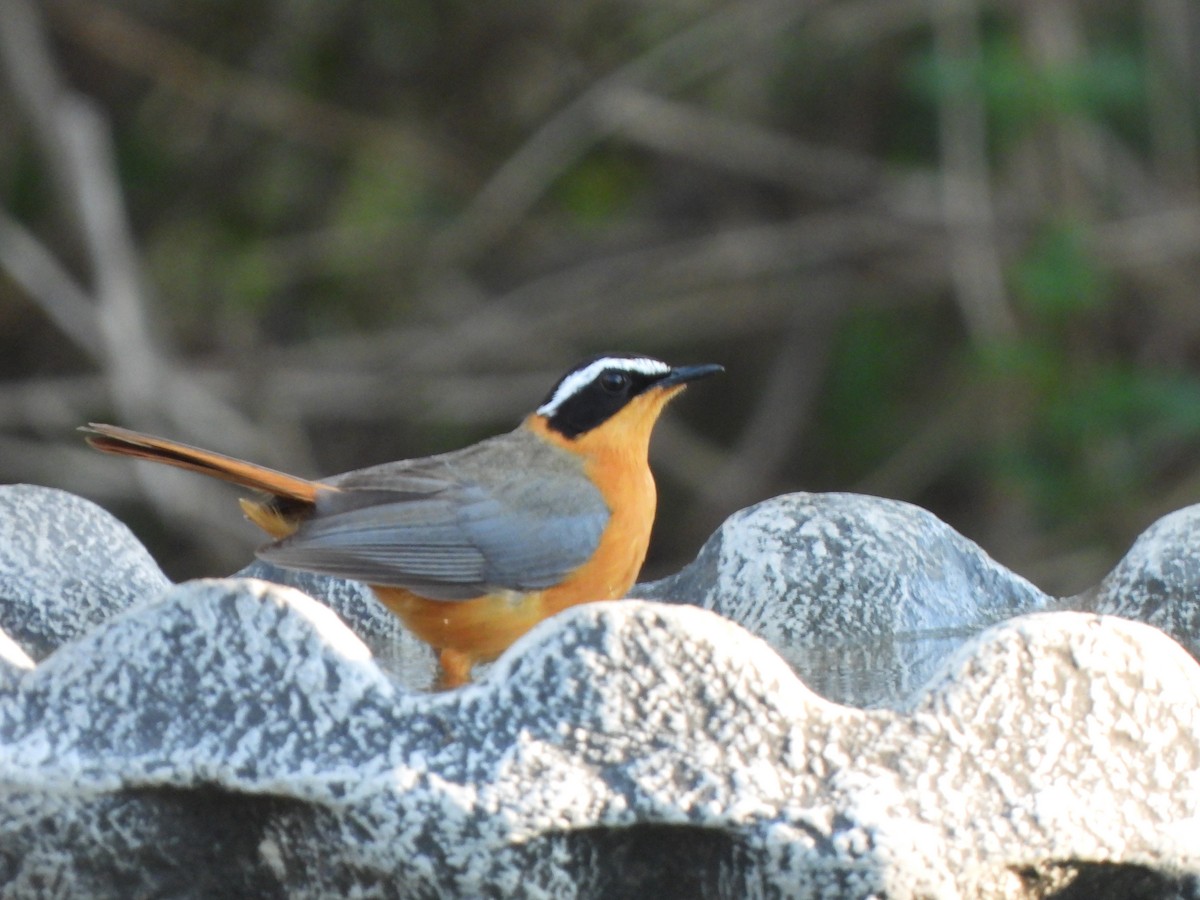 White-browed Robin-Chat - ML629103582