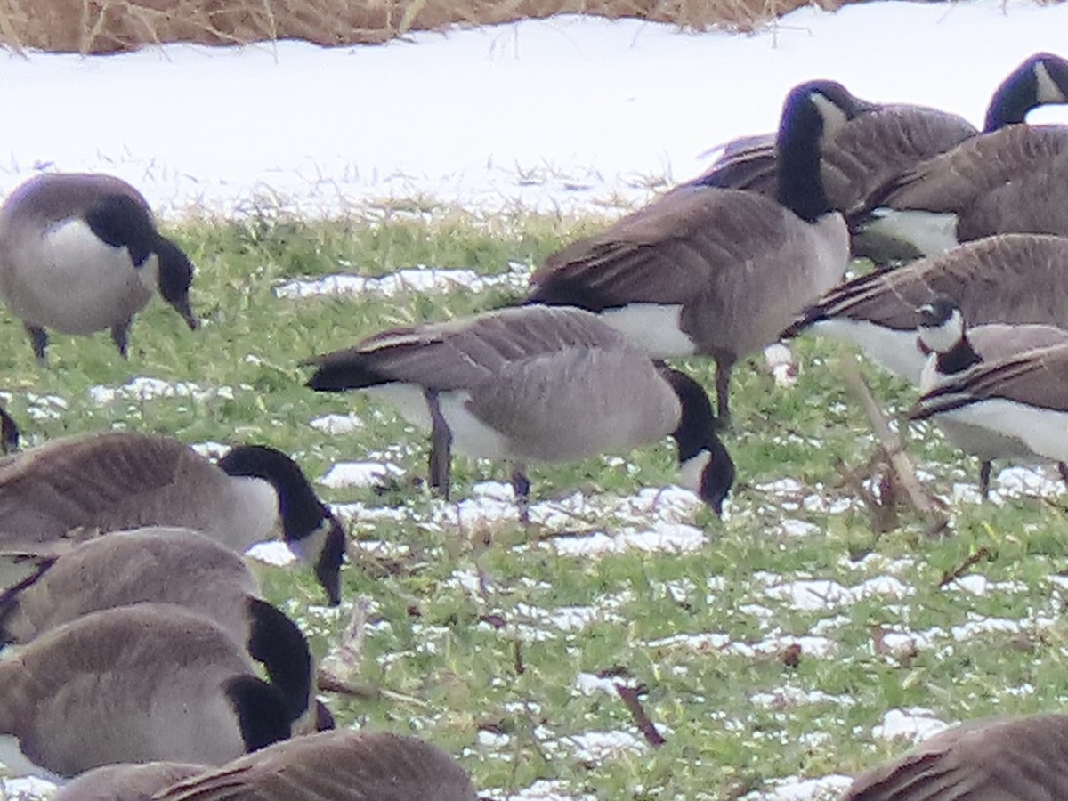 Cackling Goose (Richardson's) - ML629103612