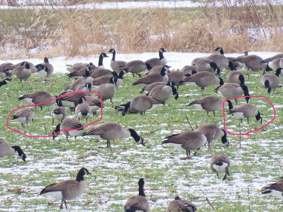 Cackling Goose (Richardson's) - ML629103615