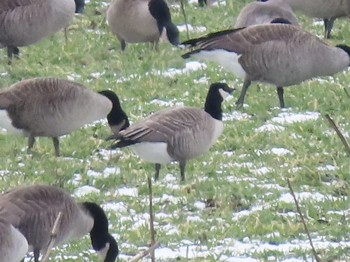 Cackling Goose (Richardson's) - ML629103631