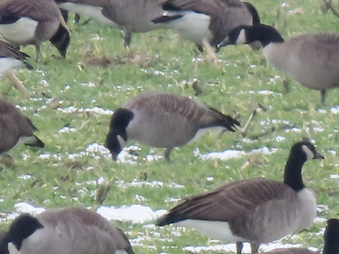 Cackling Goose (Richardson's) - ML629103633