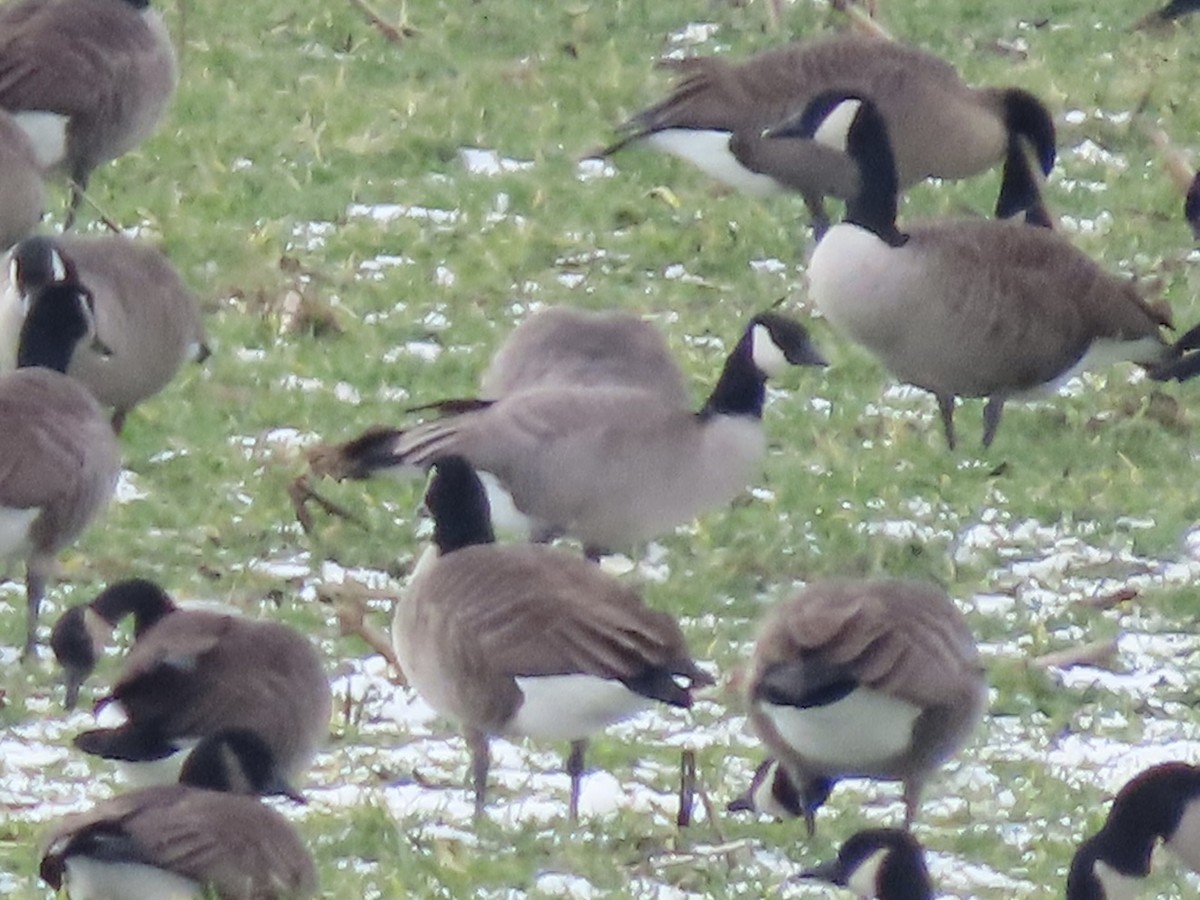 Cackling Goose (Richardson's) - ML629103634