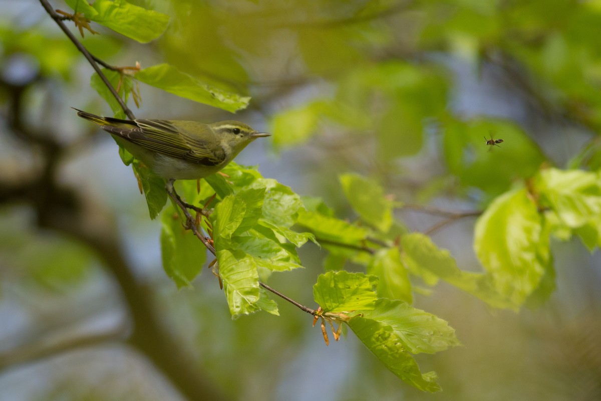 Mosquitero Silbador - ML629103724