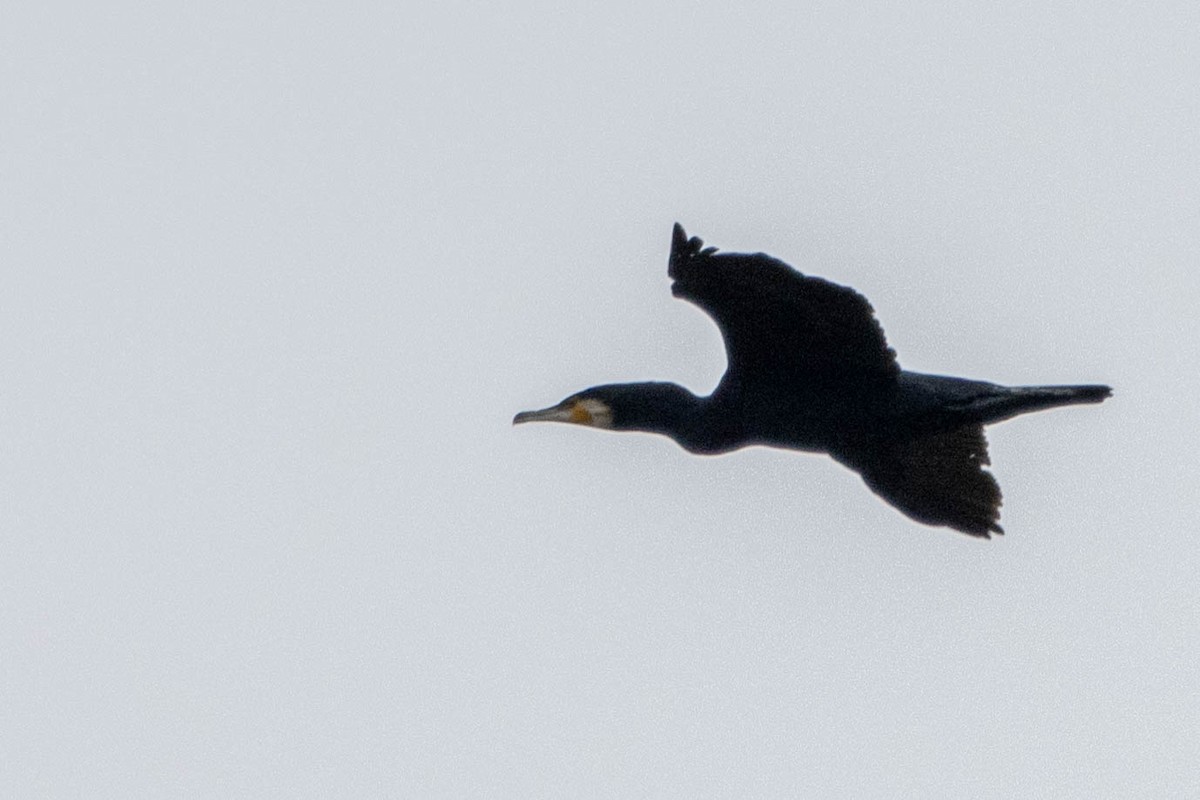 Great Cormorant - ML629103732
