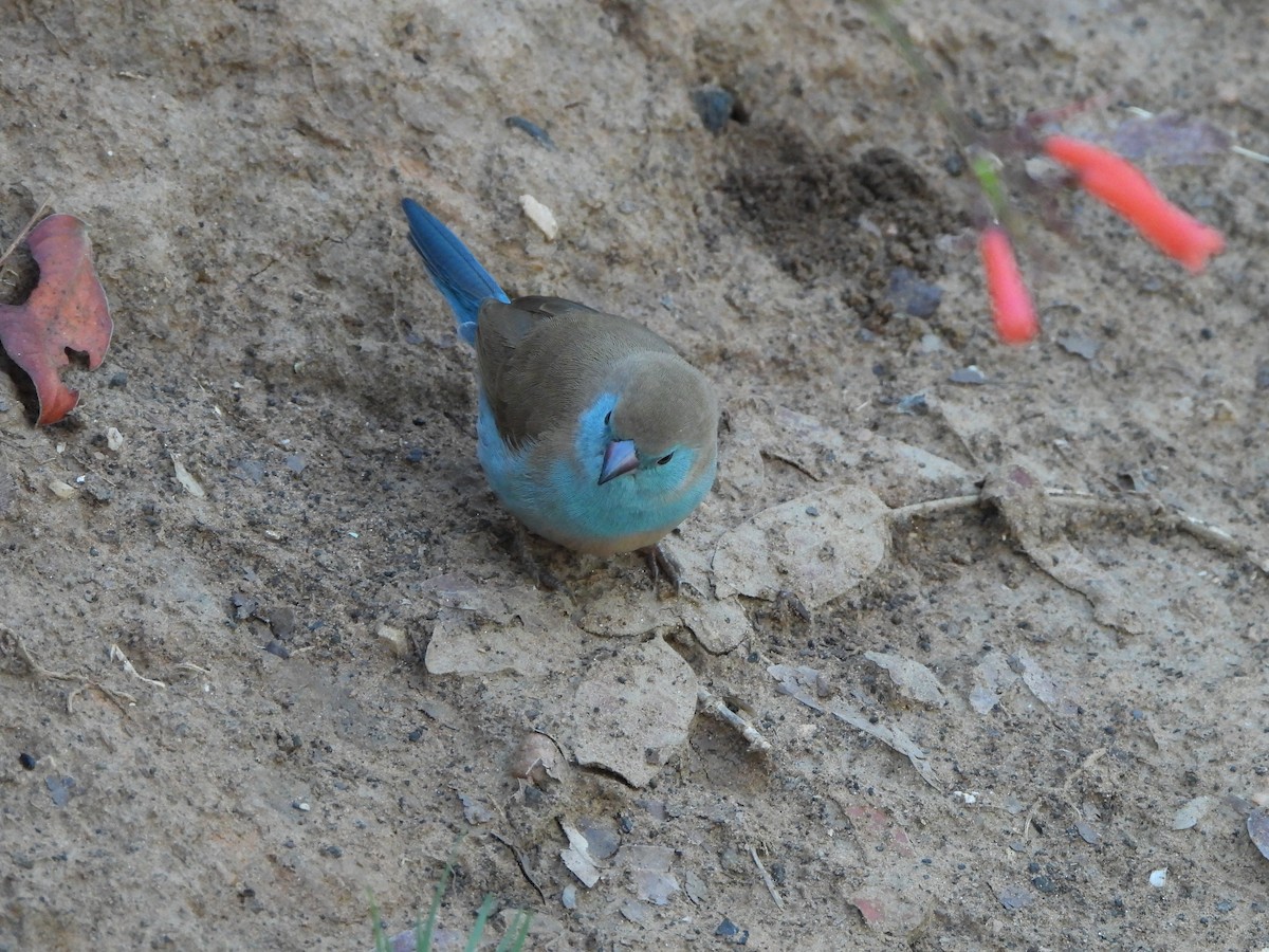 Southern Cordonbleu - ML629103799