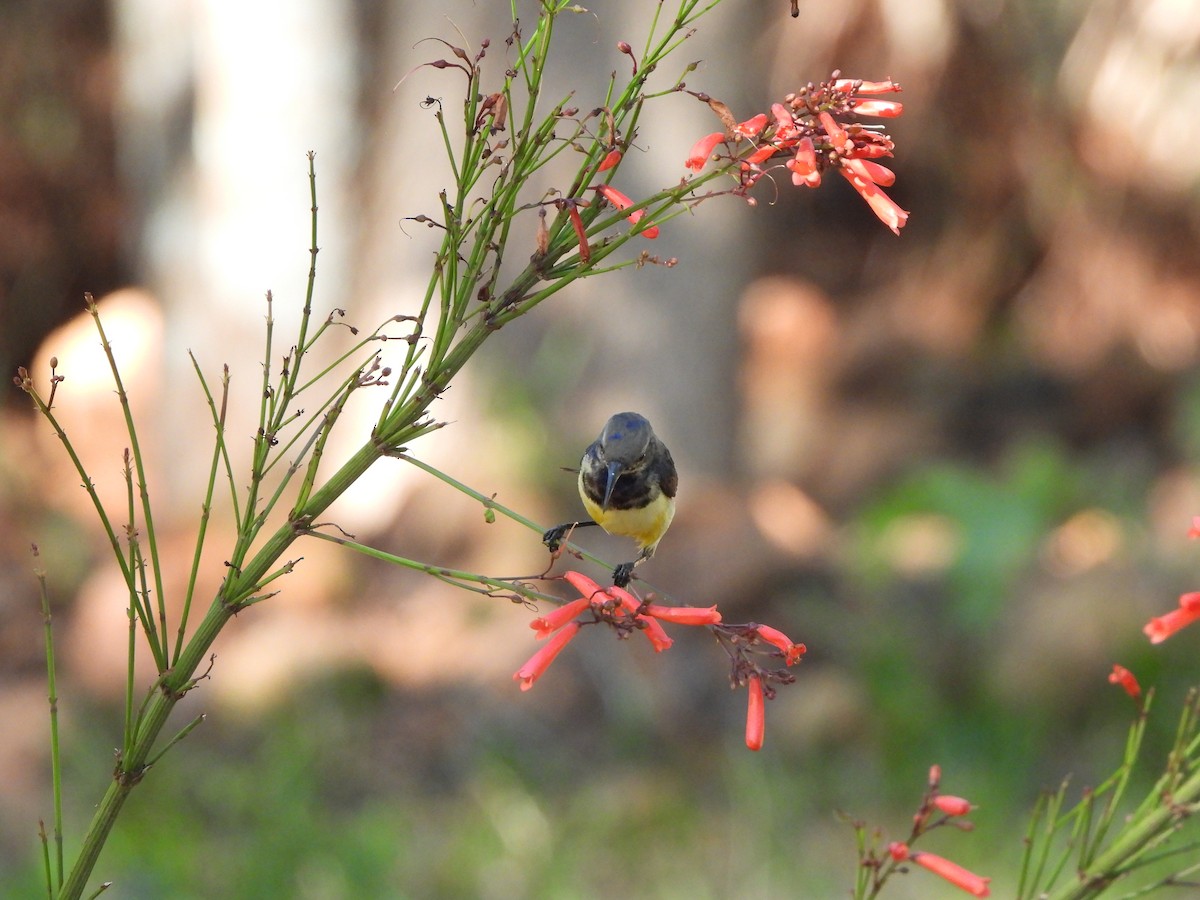 Variable Sunbird - ML629103848