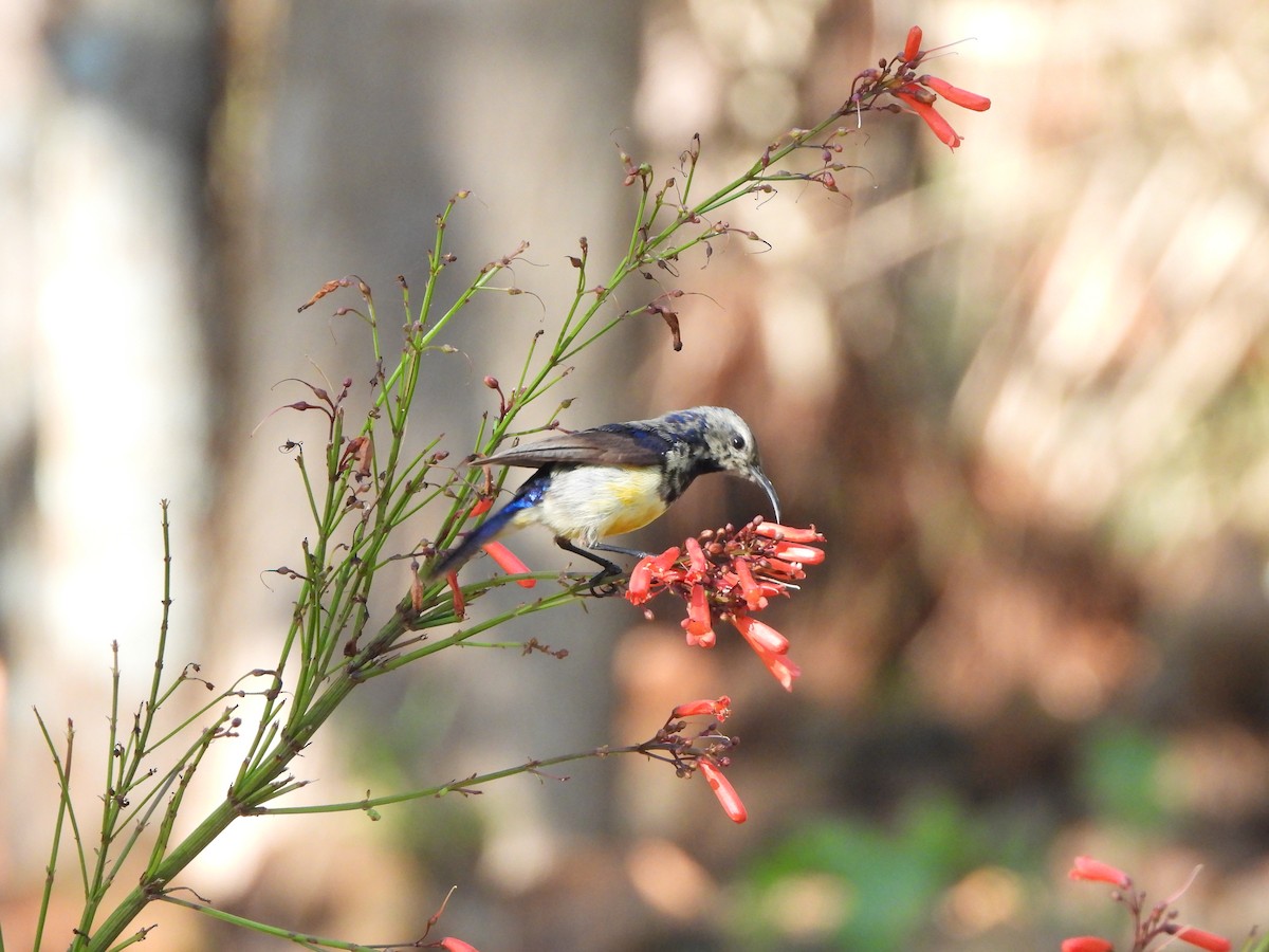 Variable Sunbird - ML629103849