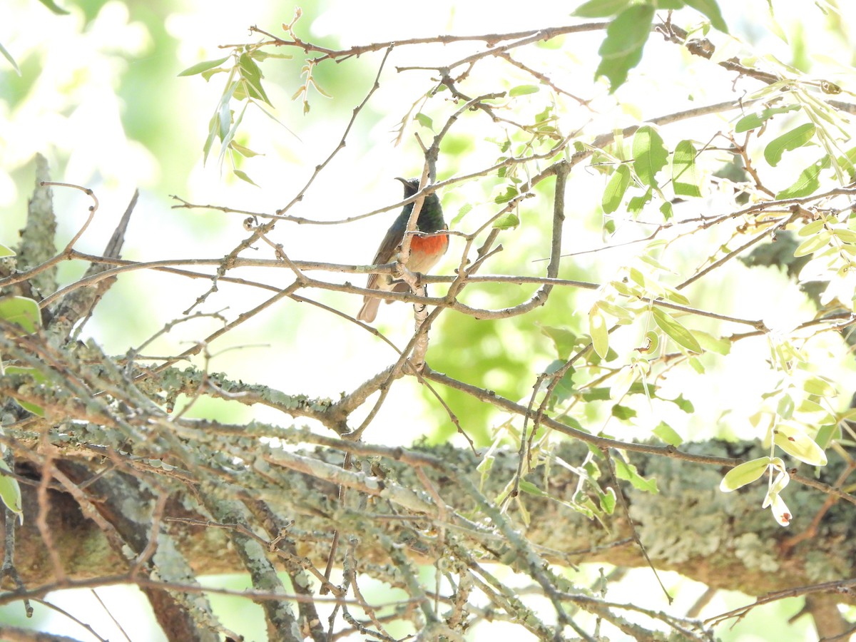 Western Miombo Sunbird - ML629103878