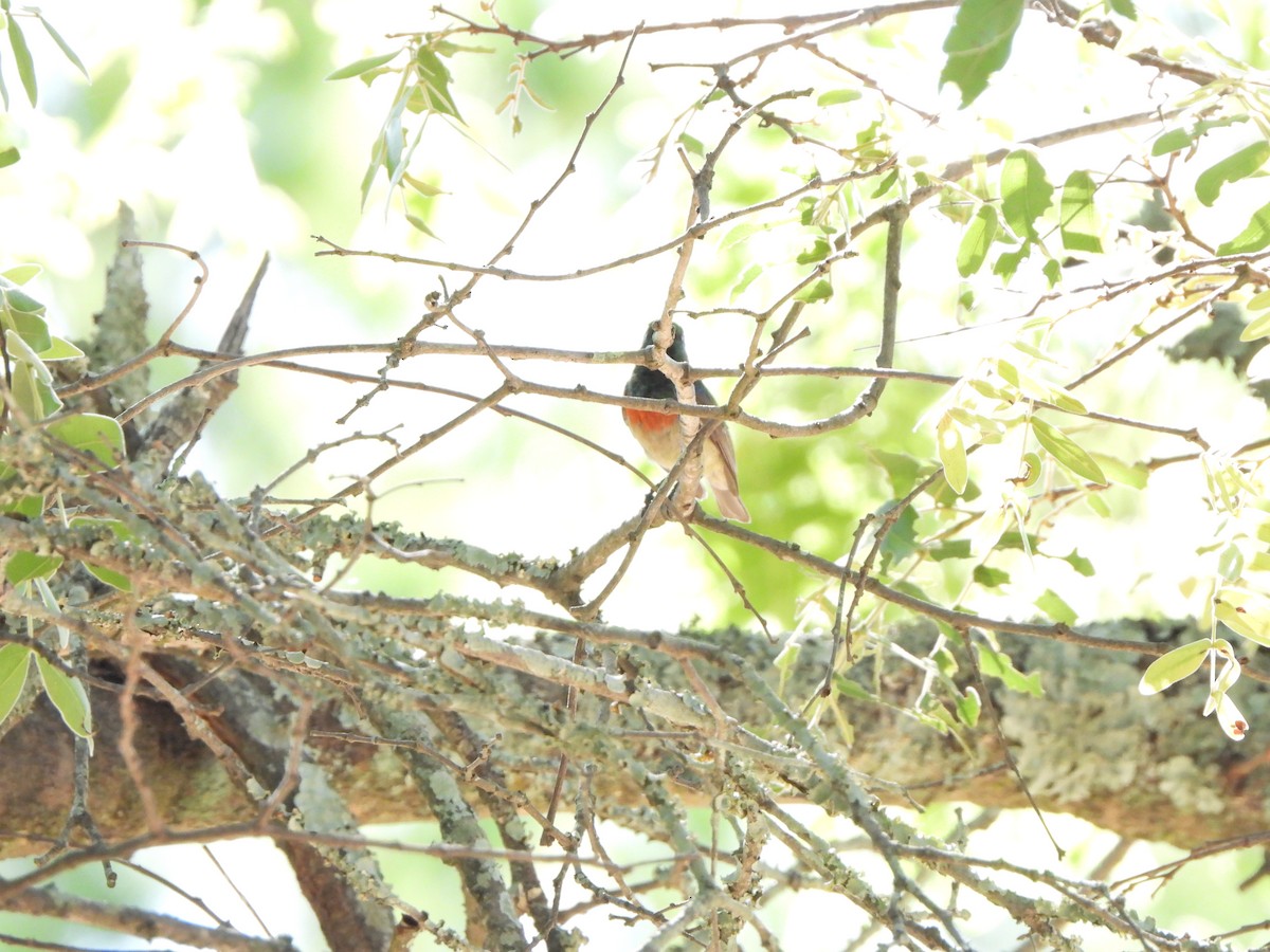 Western Miombo Sunbird - ML629103879