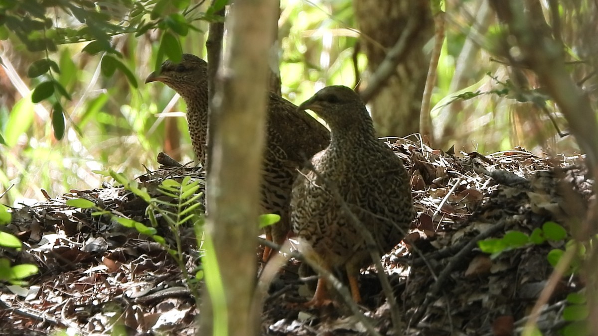 Natal Spurfowl - ML629103931