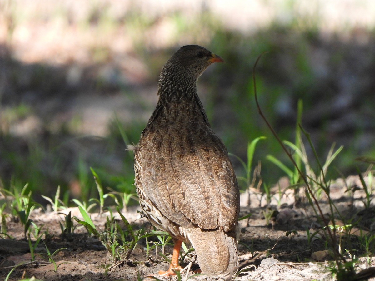 Natal Spurfowl - ML629103932