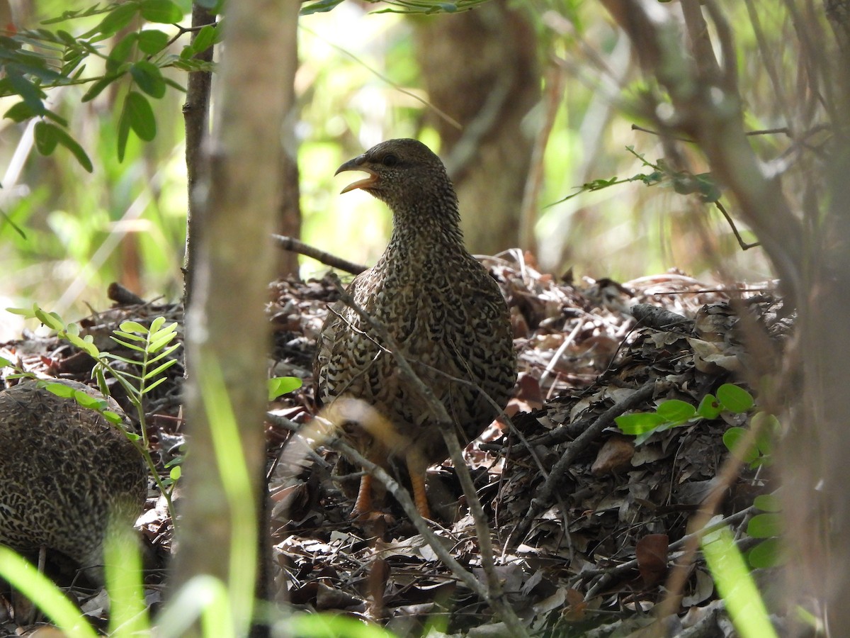 Natal Spurfowl - ML629103933