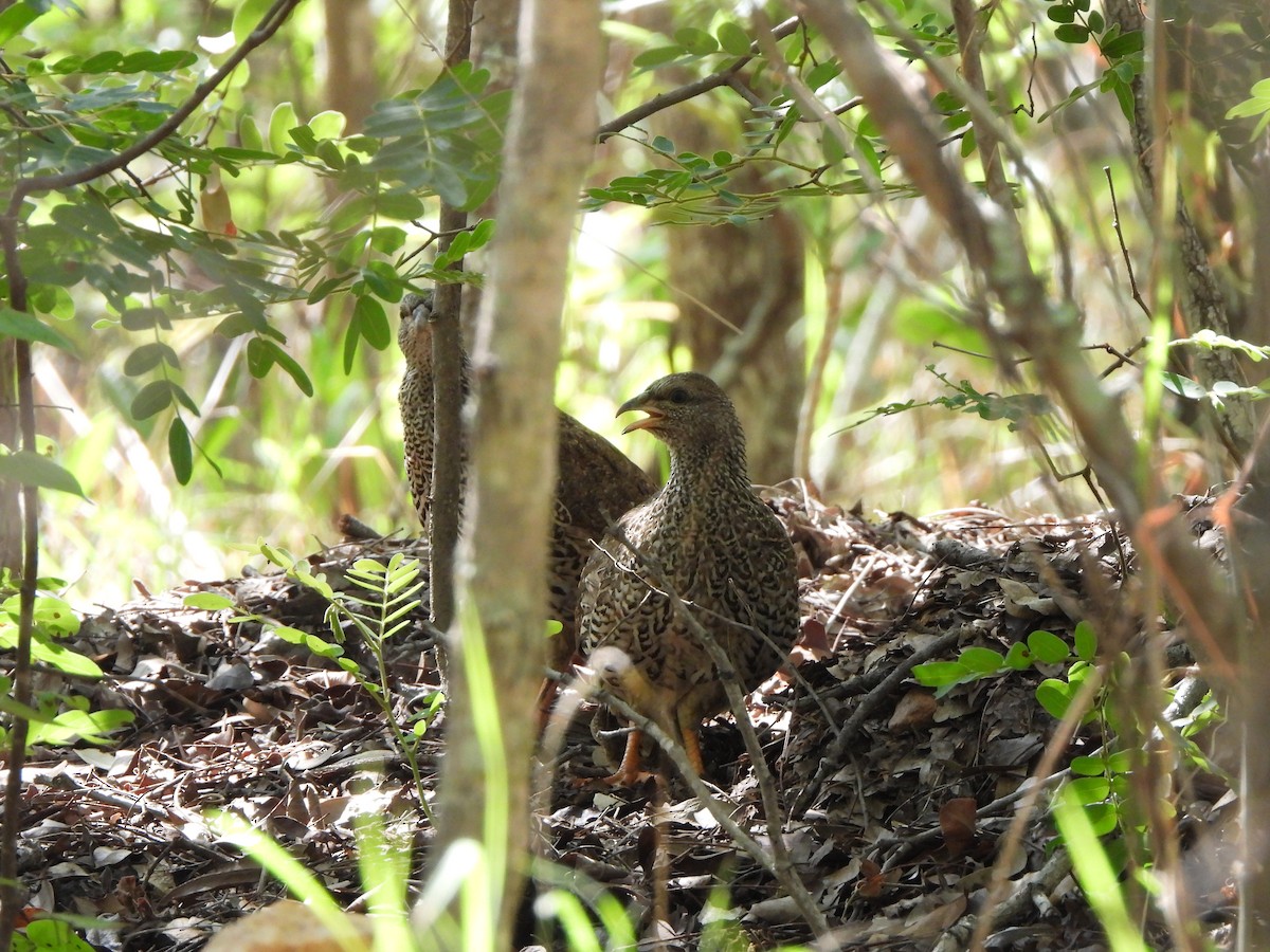 Natal Spurfowl - ML629103934