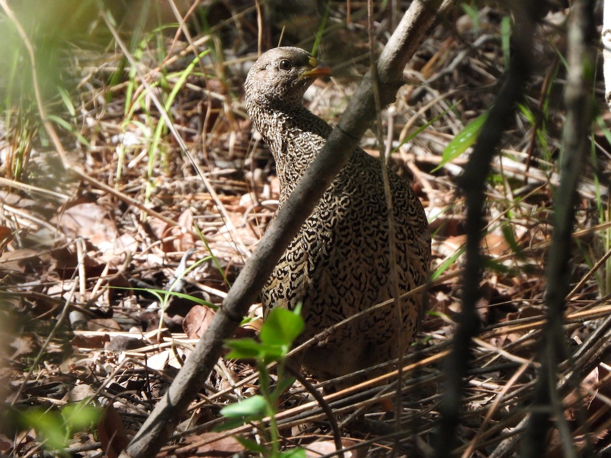 Natal Spurfowl - ML629103935