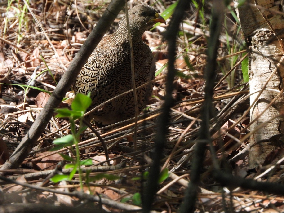 Natal Spurfowl - ML629103936