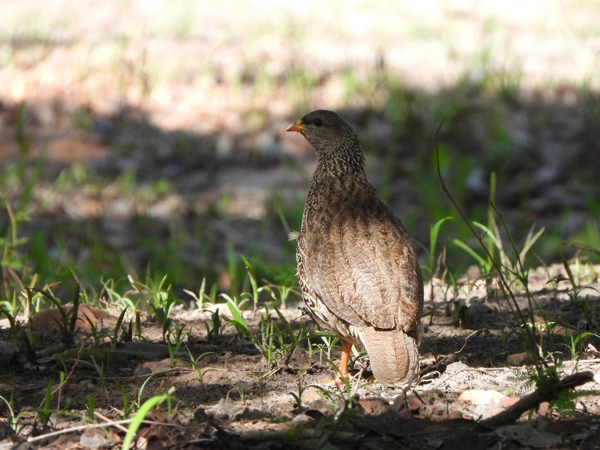 Natal Spurfowl - ML629103937