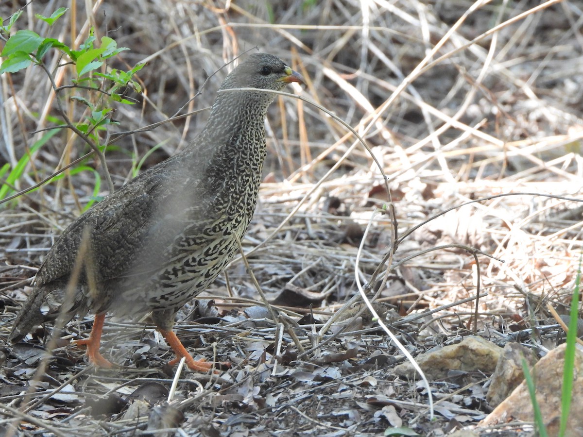 Natal Spurfowl - ML629103938