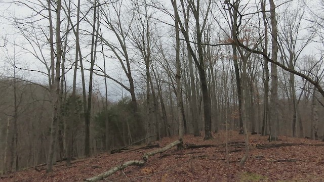 Pic à tête rouge - ML629103954