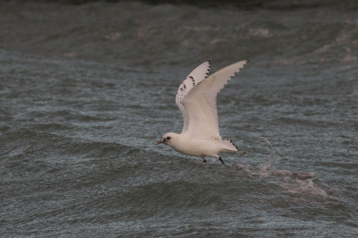 Gaviota Marfileña - ML629103960