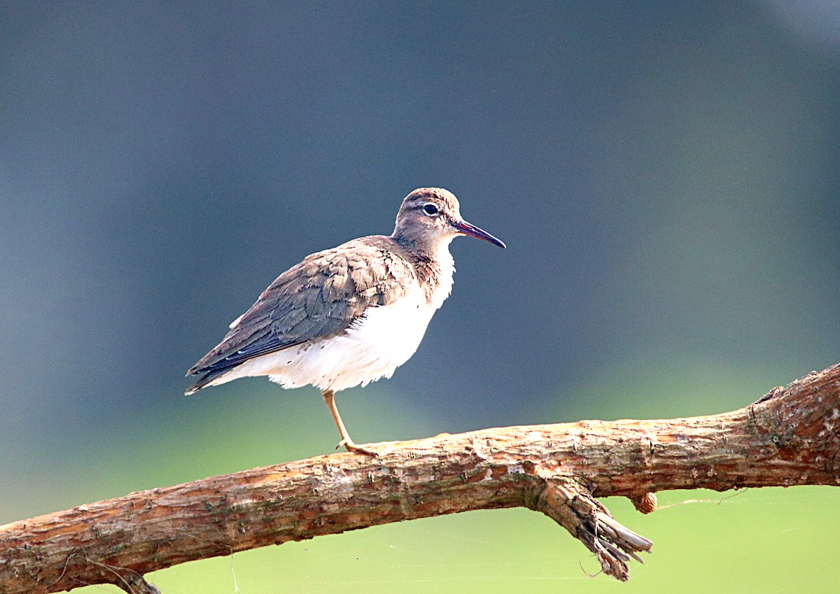 Spotted Sandpiper - ML629103987