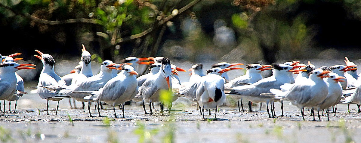 Royal Tern - ML629104001