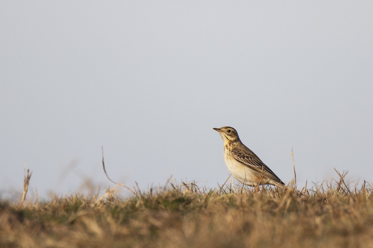 Richard's Pipit - ML629104030