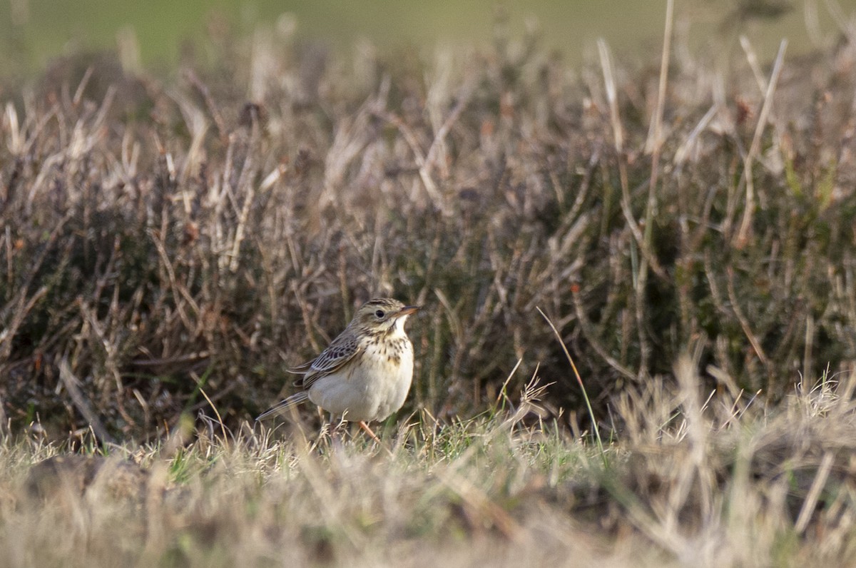 Richard's Pipit - ML629104058