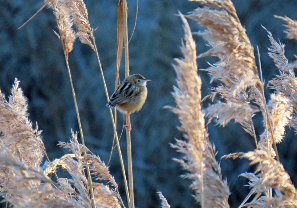 Zitting Cisticola - ML629104105