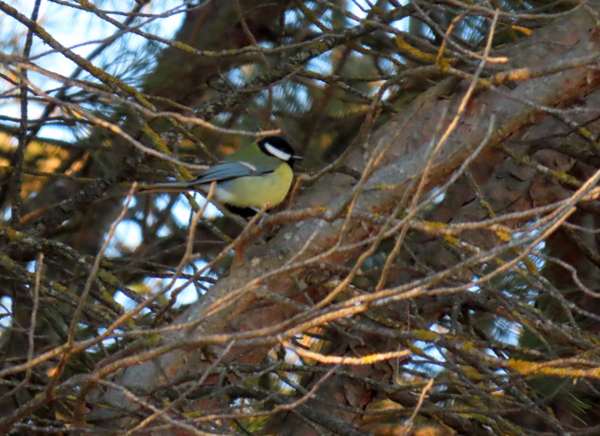 Great Tit - ML629104120