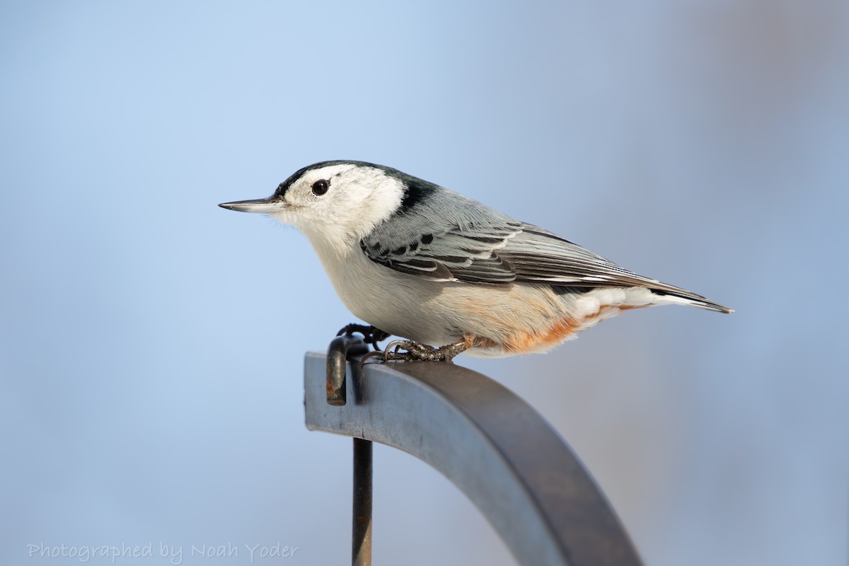 ムナジロゴジュウカラ - ML629104122