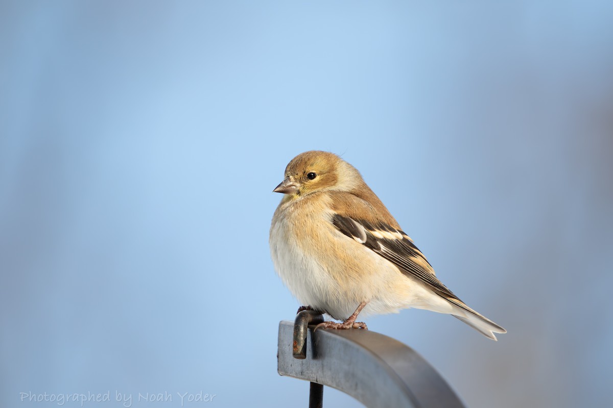 オウゴンヒワ - ML629104136