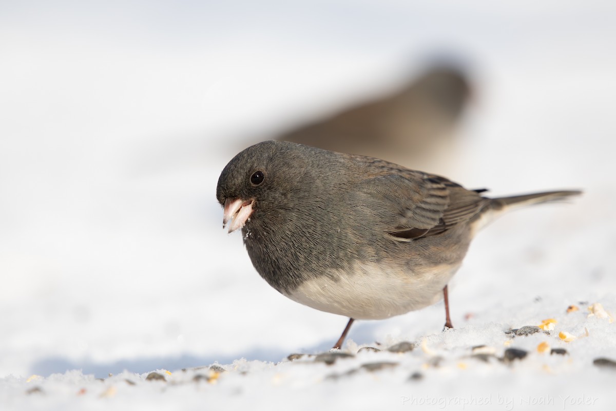 ユキヒメドリ - ML629104154