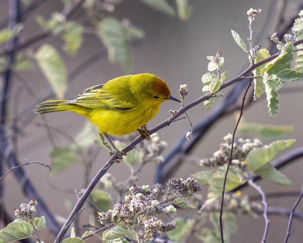 Yellow Warbler (Galapagos) - ML629104183