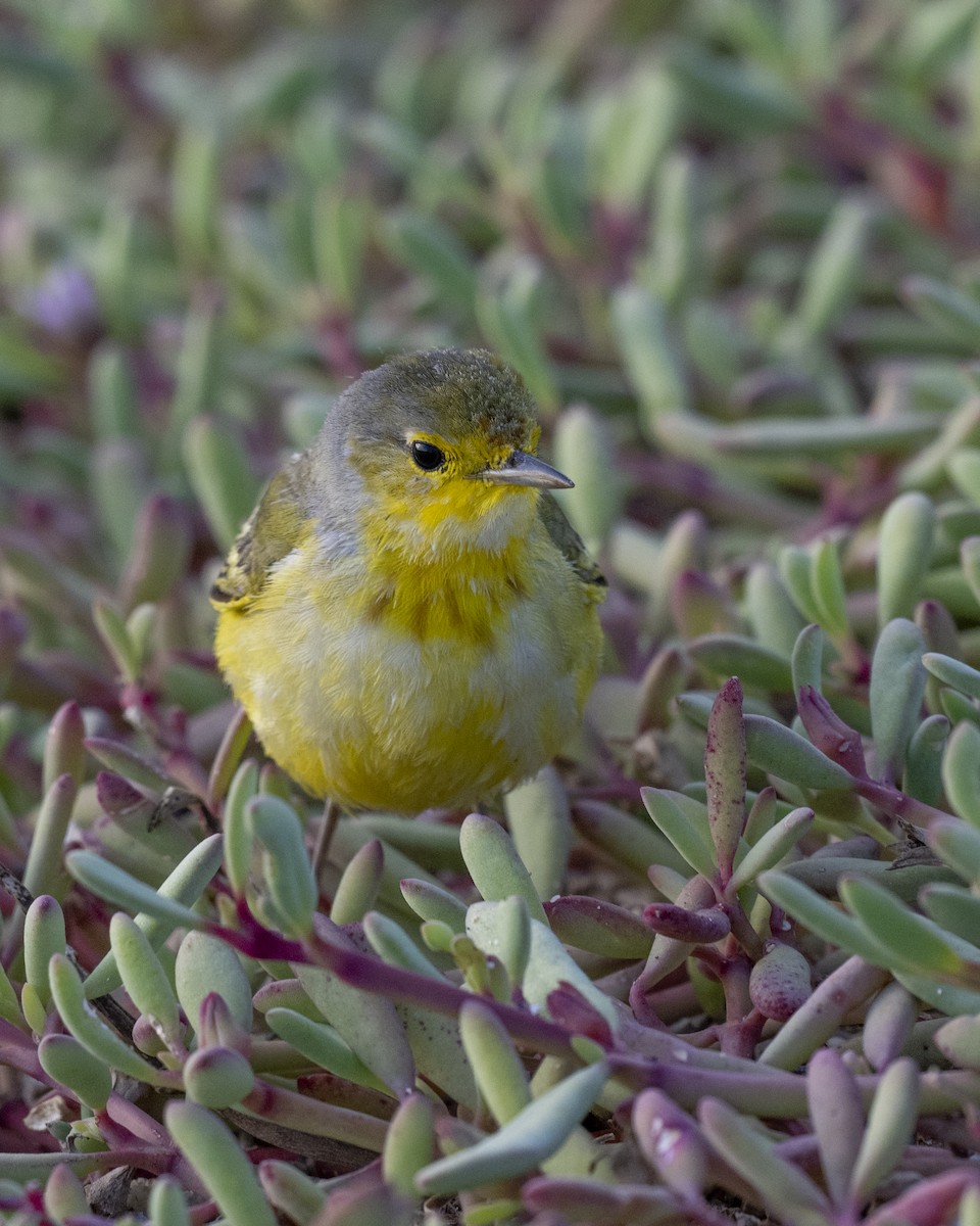 Yellow Warbler (Galapagos) - ML629104184